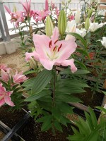 [5535 PO38 Pink Mist No01.JPG]